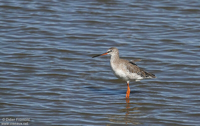 Spotted Redshank