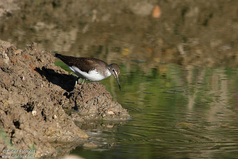 Green Sandpiper