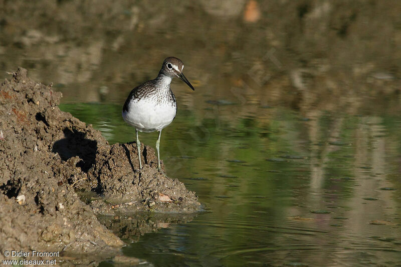 Green Sandpiper