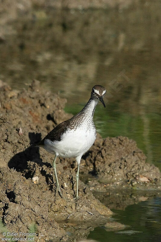 Chevalier cul-blanc