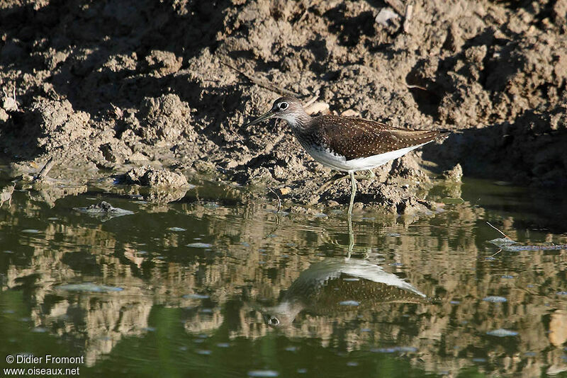 Green Sandpiper