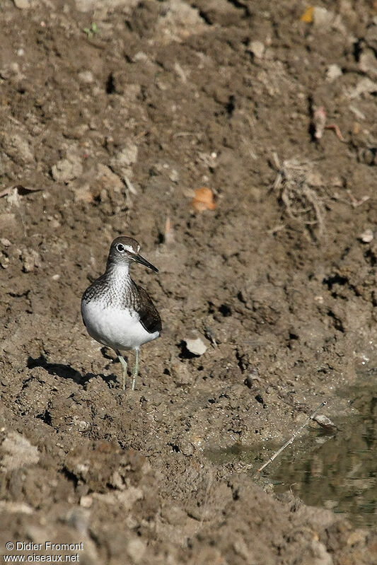 Green Sandpiper