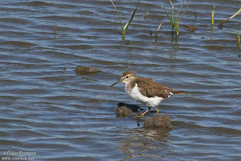 Common Sandpiper