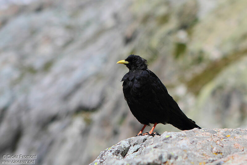 Alpine Chough