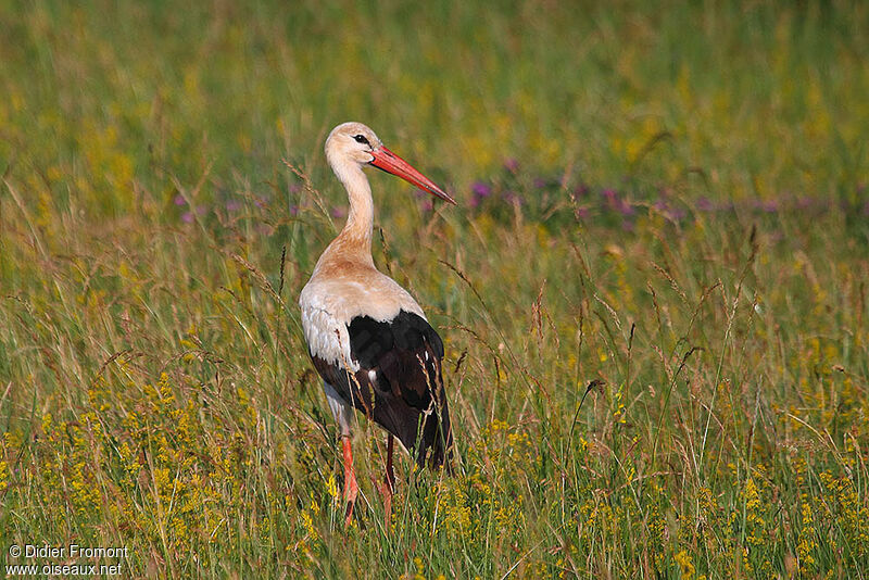 White Stork