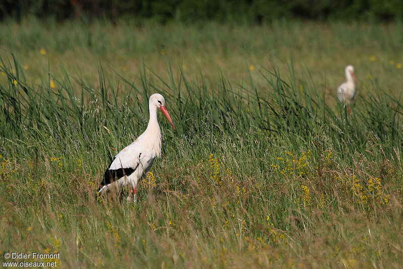 Cigogne blanche