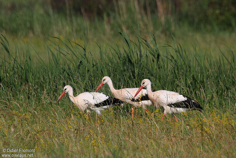 Cigogne blanche