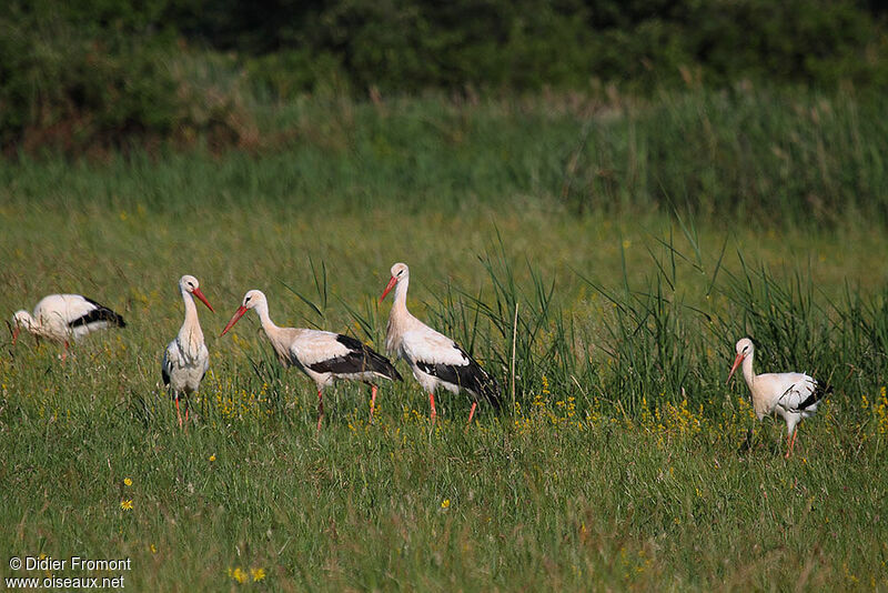 Cigogne blanche