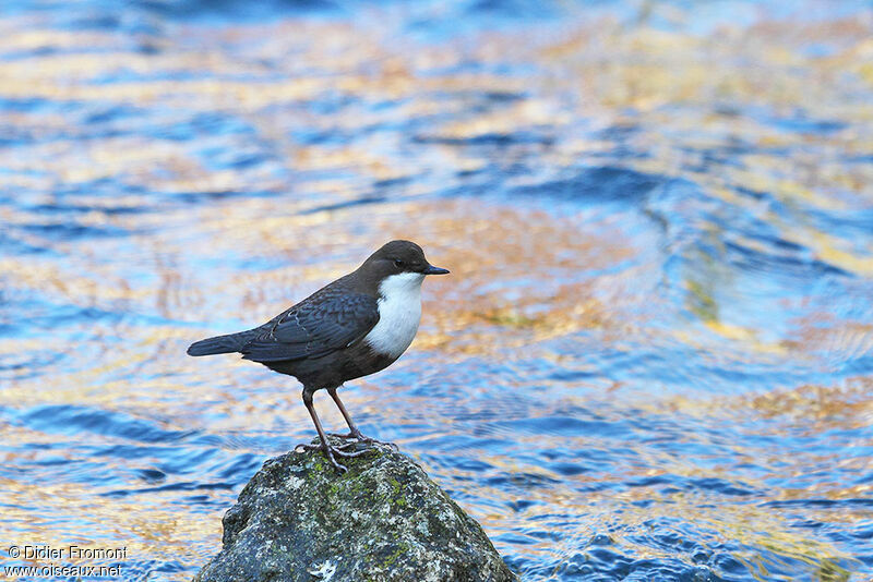 White-throated Dipper