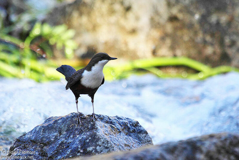 White-throated Dipper