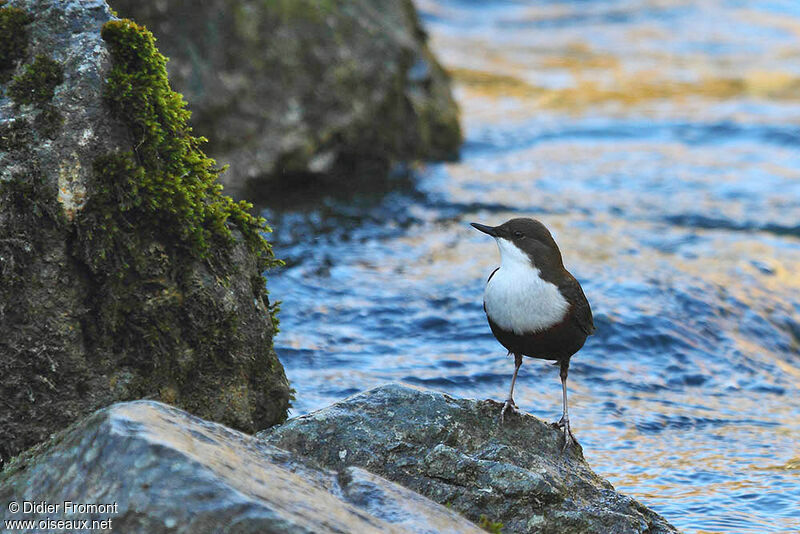 White-throated Dipper