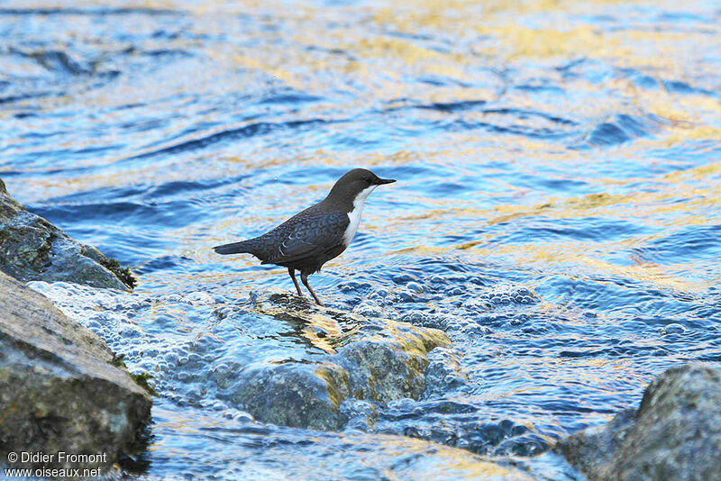 White-throated Dipper