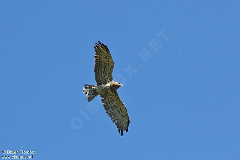 Short-toed Snake Eagle