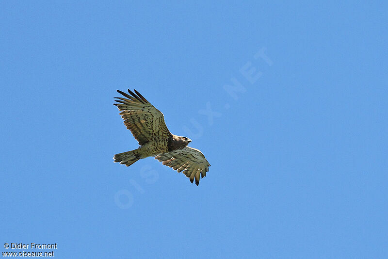 Short-toed Snake Eagle