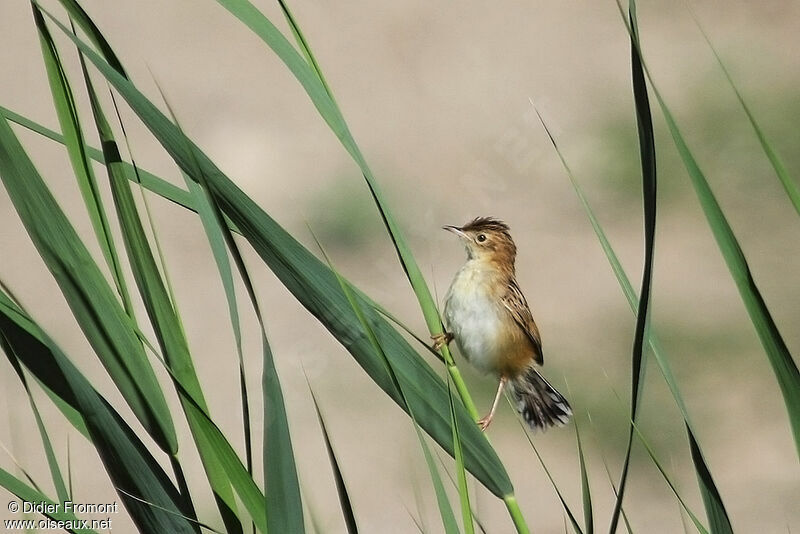 Zitting Cisticola