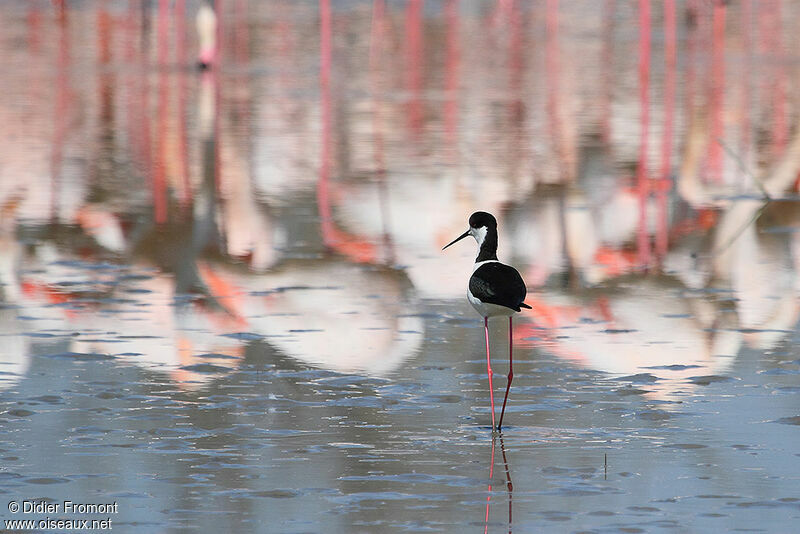 Black-winged Stilt