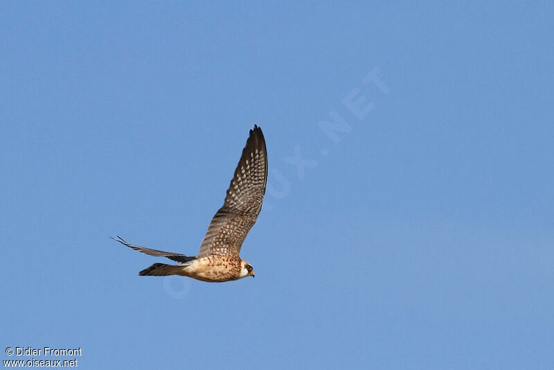 Red-footed Falcon