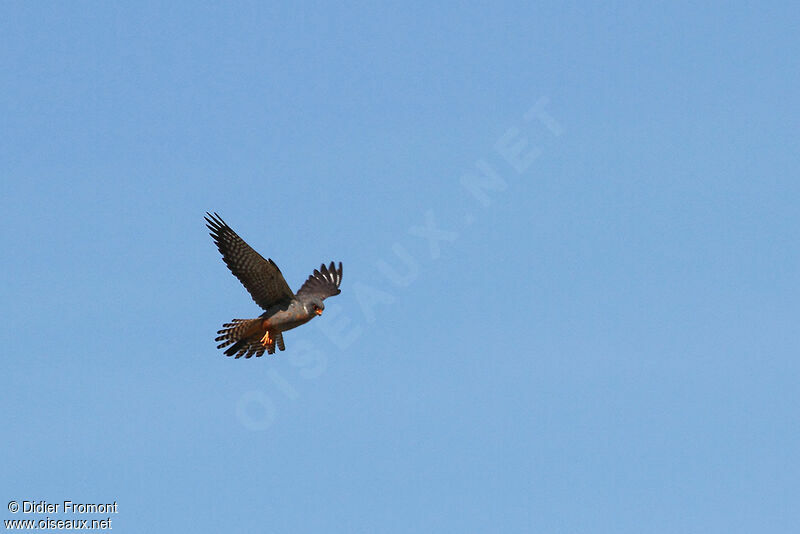 Red-footed Falcon