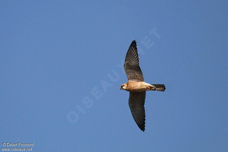 Red-footed Falcon