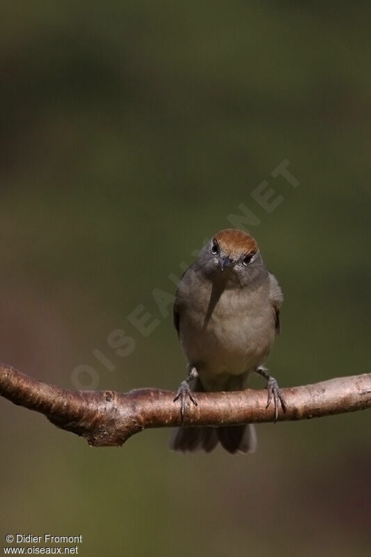 Eurasian Blackcap