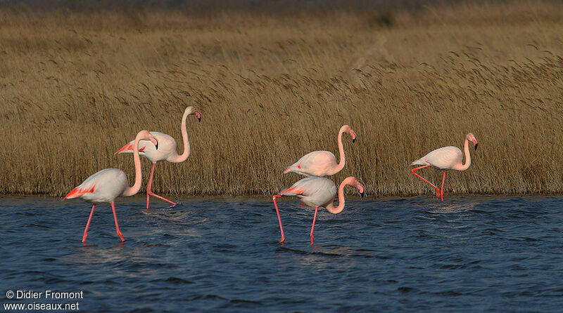 Greater Flamingo