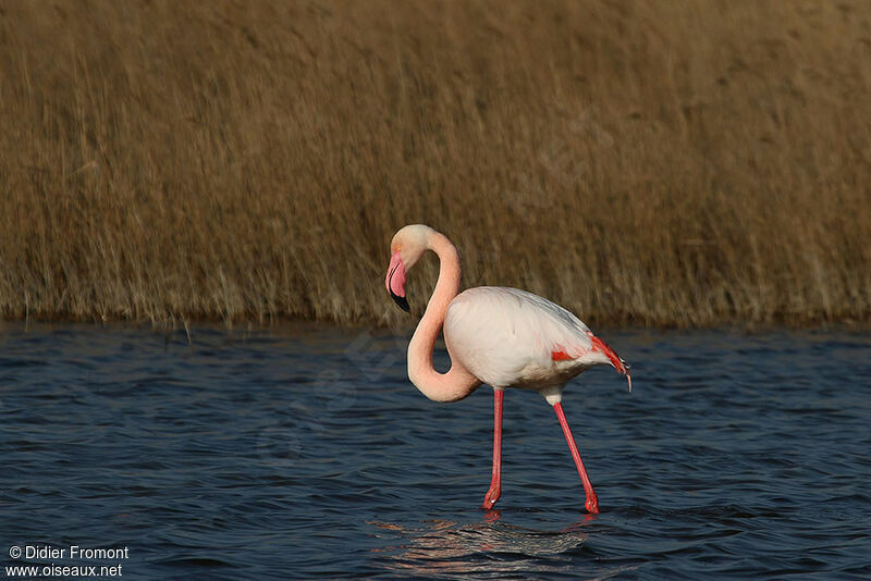 Greater Flamingo