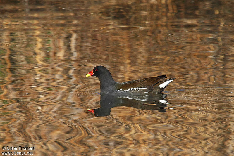 Gallinule poule-d'eau