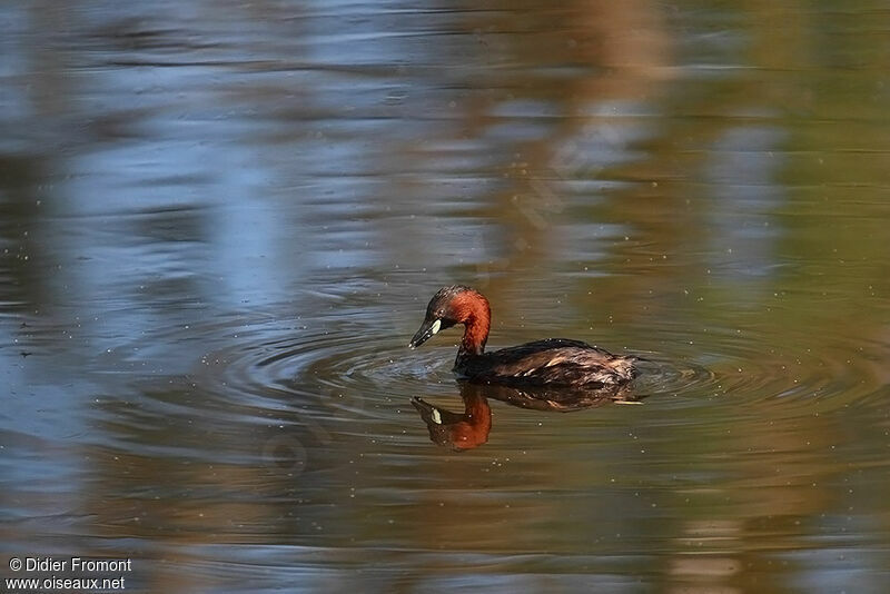 Little Grebe