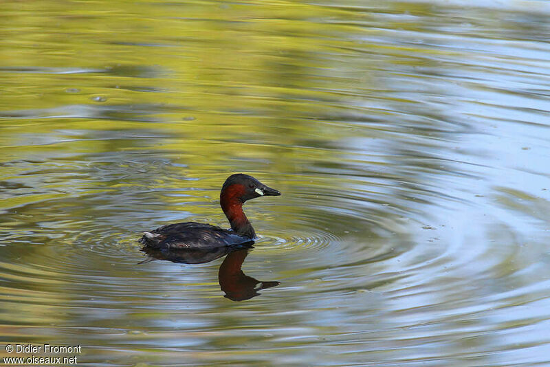 Little Grebe