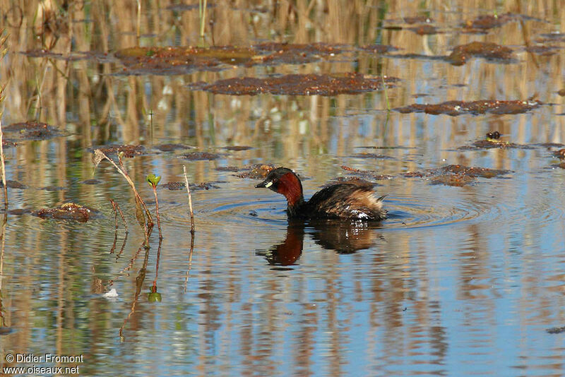 Little Grebe