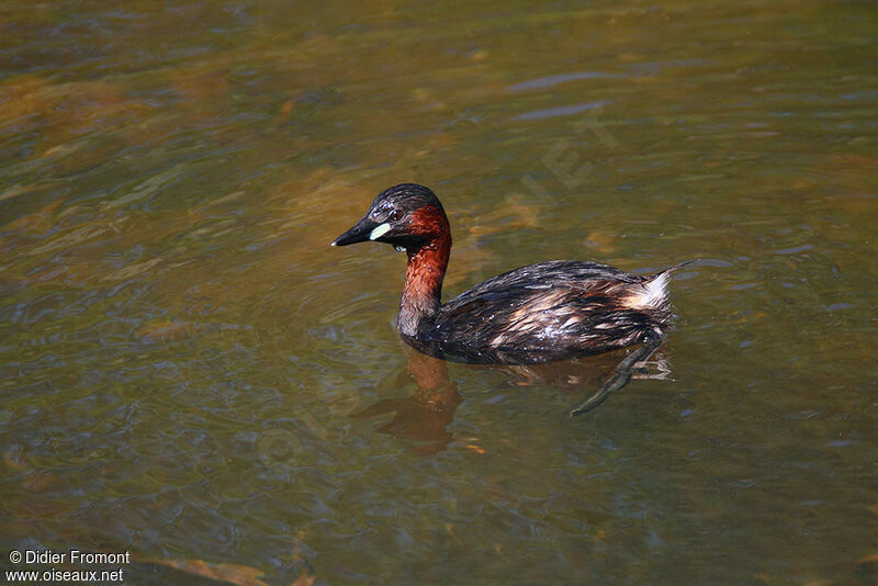 Little Grebe