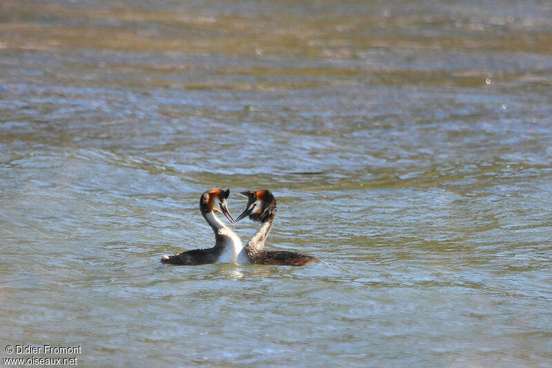 Great Crested Grebe adult breeding