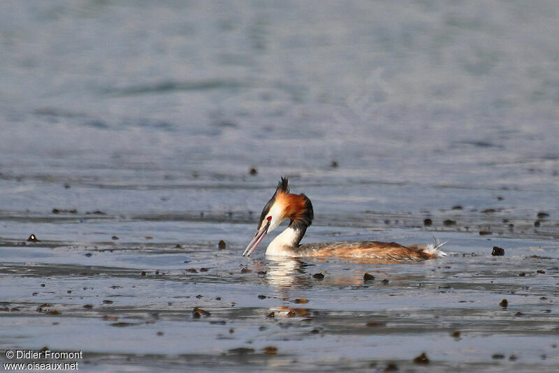 Great Crested Grebe