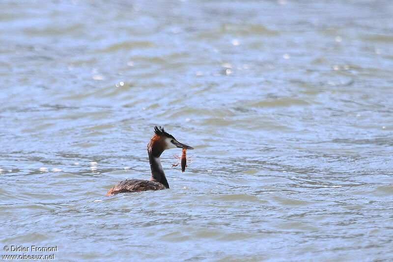 Great Crested Grebe