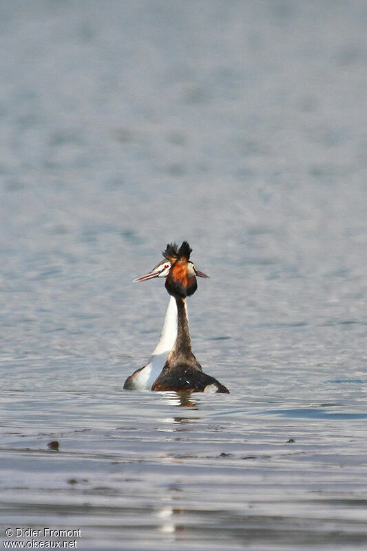 Great Crested Grebe adult breeding