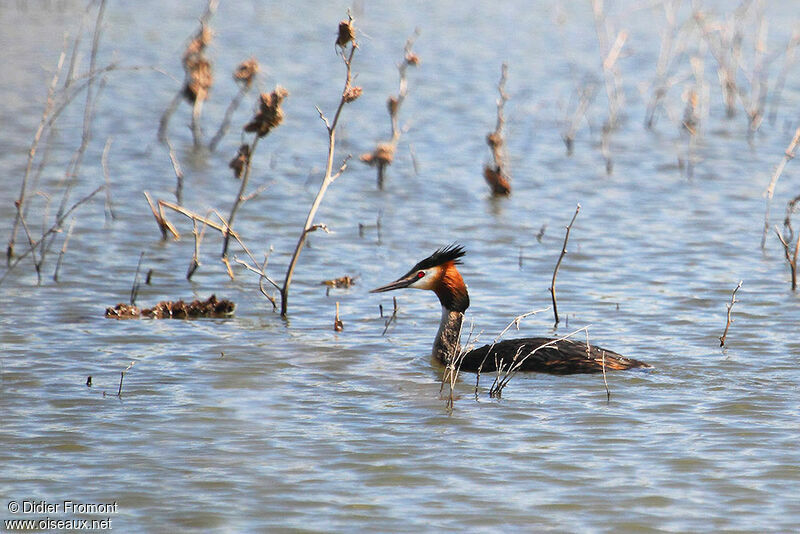 Great Crested Grebeadult