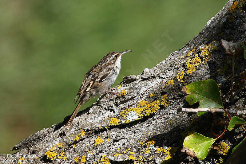 Short-toed Treecreeper