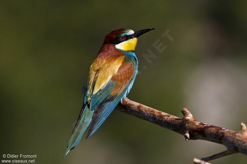 European Bee-eater