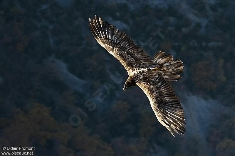 Bearded Vulture