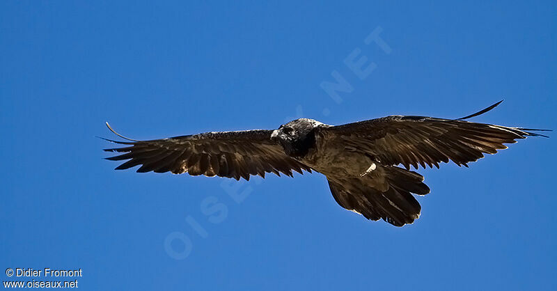 Bearded Vulture