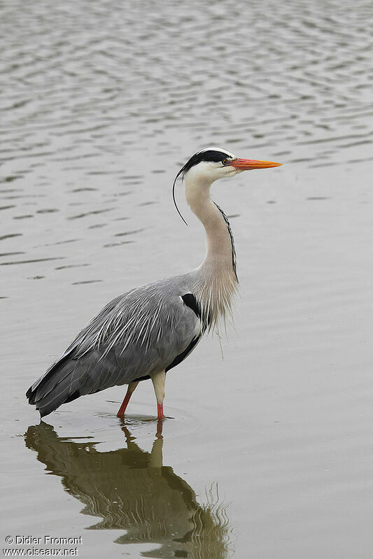 Grey Heron