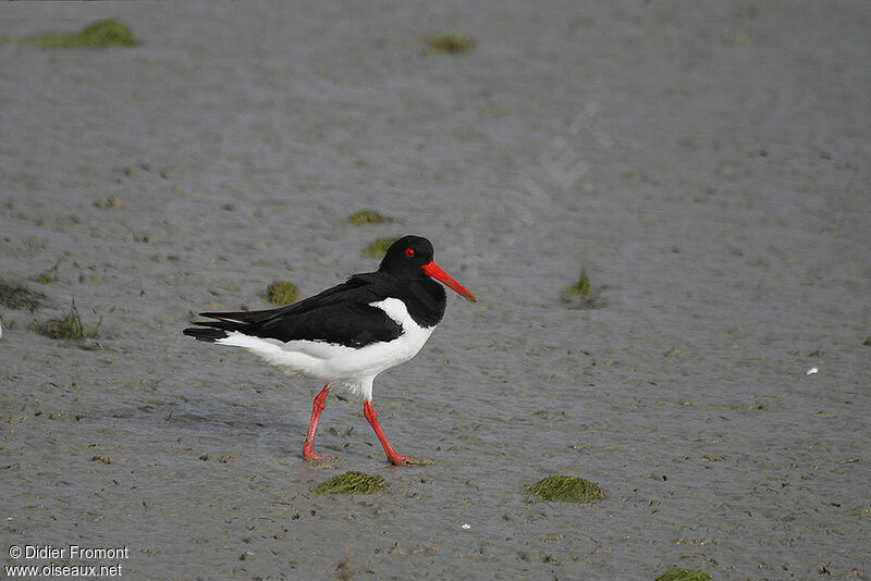 Eurasian Oystercatcher