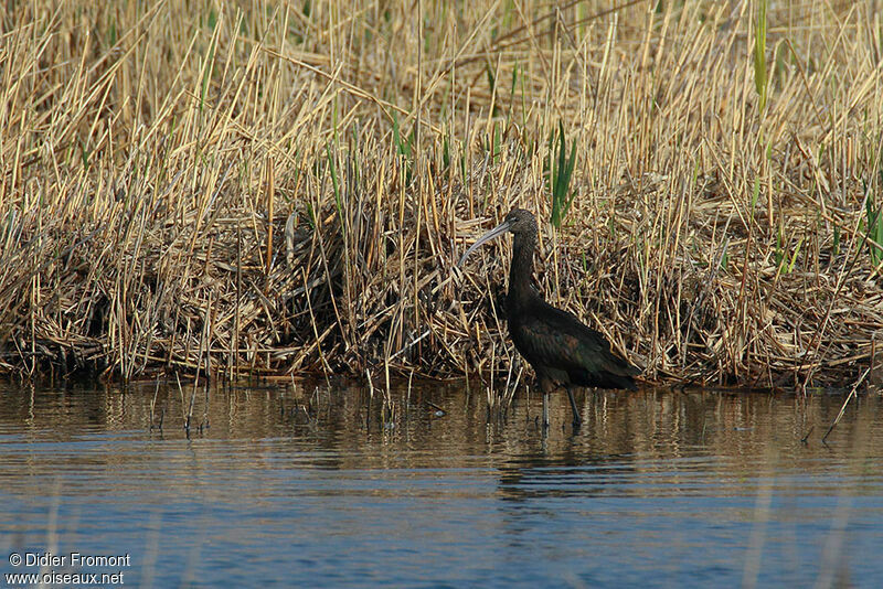 Ibis falcinelle