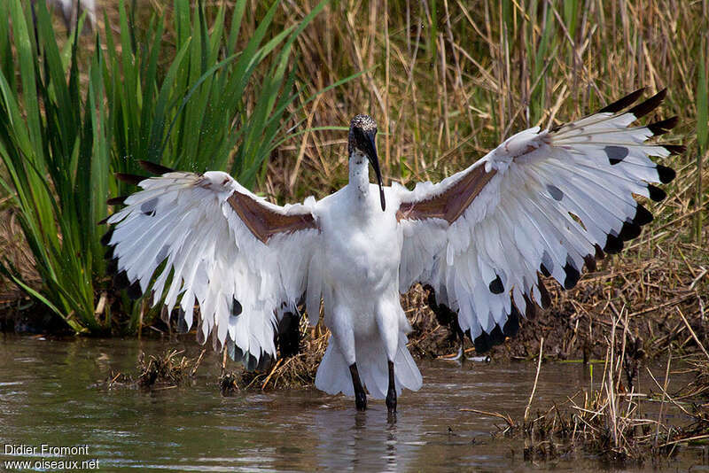 Ibis sacréadulte internuptial, composition