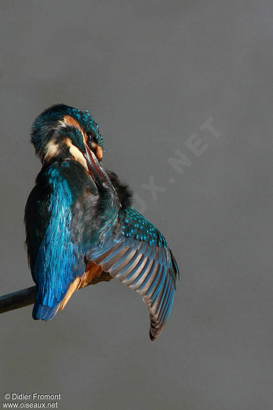 Common Kingfisher