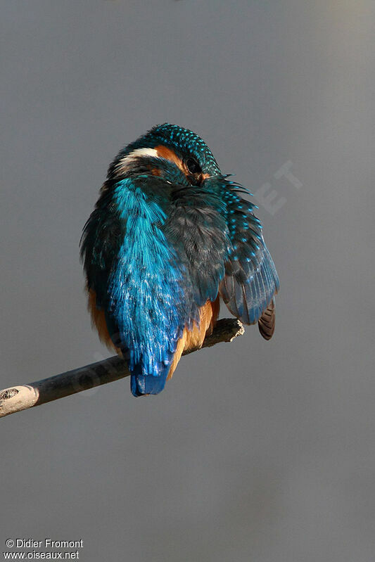 Common Kingfisher