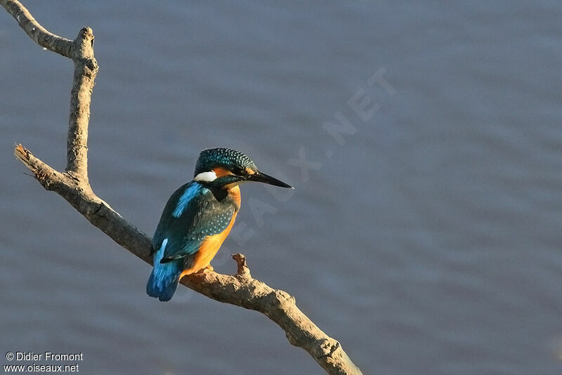 Common Kingfisher