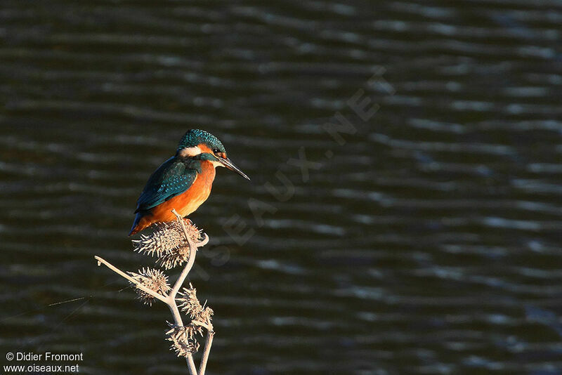 Common Kingfisher