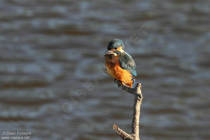 Common Kingfisher