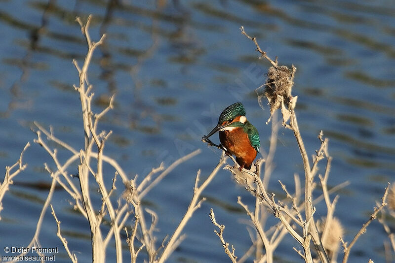 Common Kingfisher